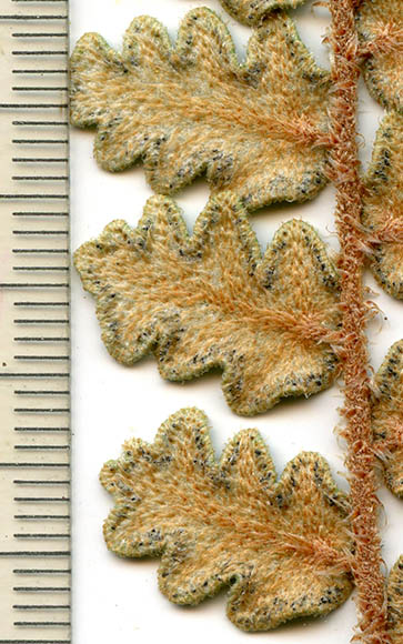  Astrolepis sinuata (Lagasca ex Swartz) D.M.Benham & Windham ssp. Sinuata